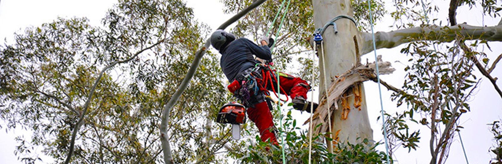 Tree Services Auckland Tree Surgeon Hedge Trimming Rodney